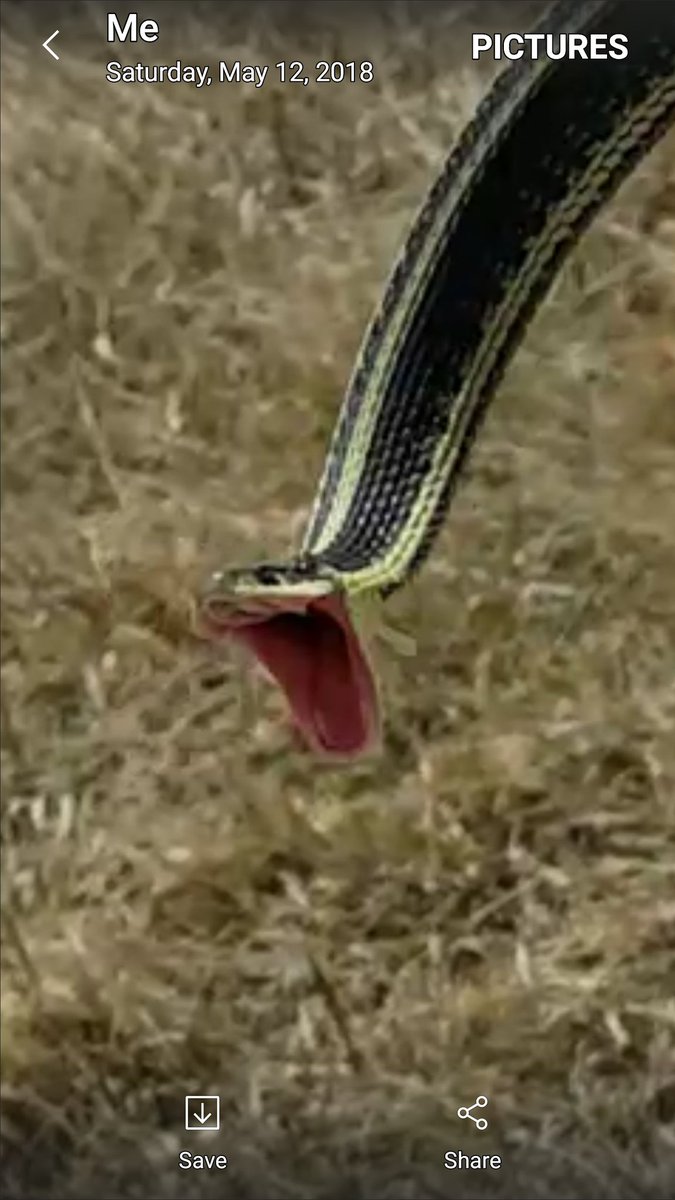 I met up with a grouchy garter snake this morning!