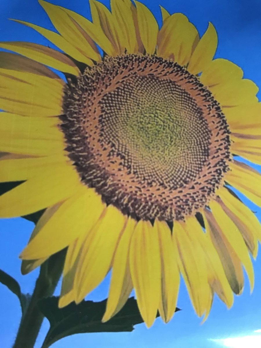 Thank you to the BF Norton PTO for an amazing week!