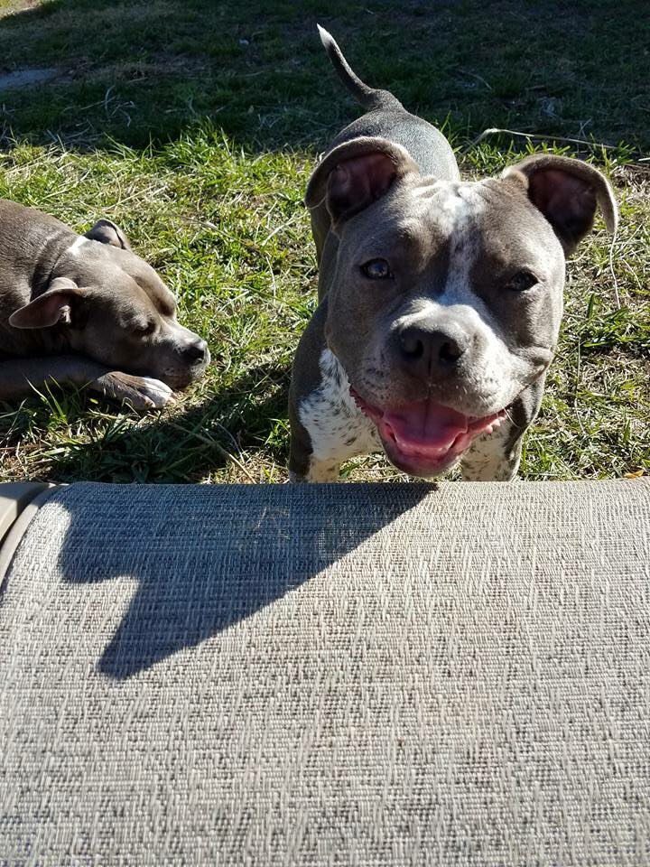 EmilyWeiberg's tweet photo. How do you look at these babies and just assume that they are full of hate and evil? There’s not a single evil bone in any one of these dogs. They are so full of love and my life wouldn’t be the same without them ❤️ #ProtectMyBreed #PitBabies 🐶💞 https://t.co/BSYzNmlZgt
