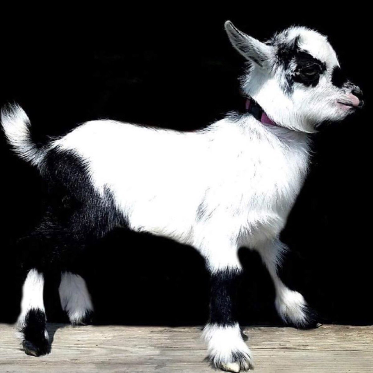 QueenHiveFarm1's tweet photo. More Nigerian dwarf goat babies on the way! The first five born this spring, including this beauty, are sold. Message us to reserve yours from the ones that are coming! #goats #babyanimals #chincoteague #FarmLife https://t.co/H2v5X3dWrH