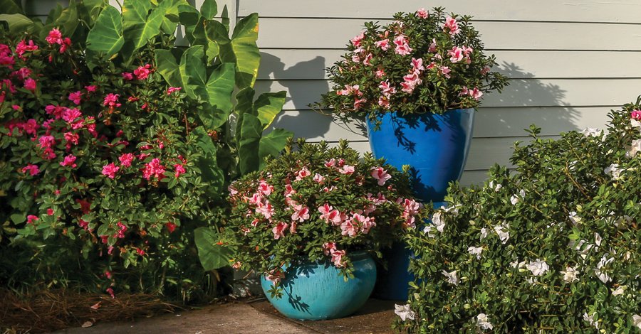 EncoreAzalea's tweet photo. Happy Mother's Day from #EncoreAzalea! https://t.co/uw6DwJDBK4