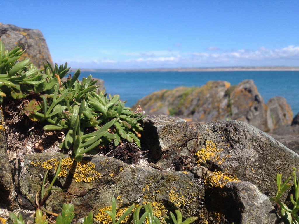 wildpickings's tweet photo. Rock samphire basking in the Cornish sunshine. #onholiday https://t.co/rBpE73t72v