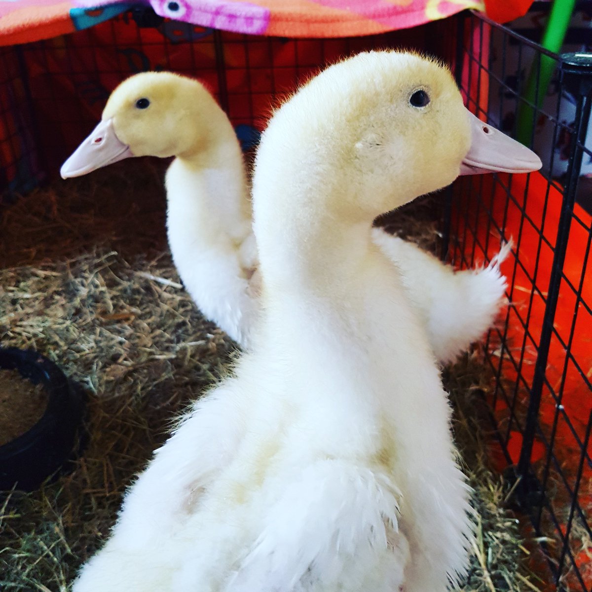 CippenhamDucks's tweet photo. Check out how tall we are now! Almost white now too. https://t.co/iy8W4qgI2Q