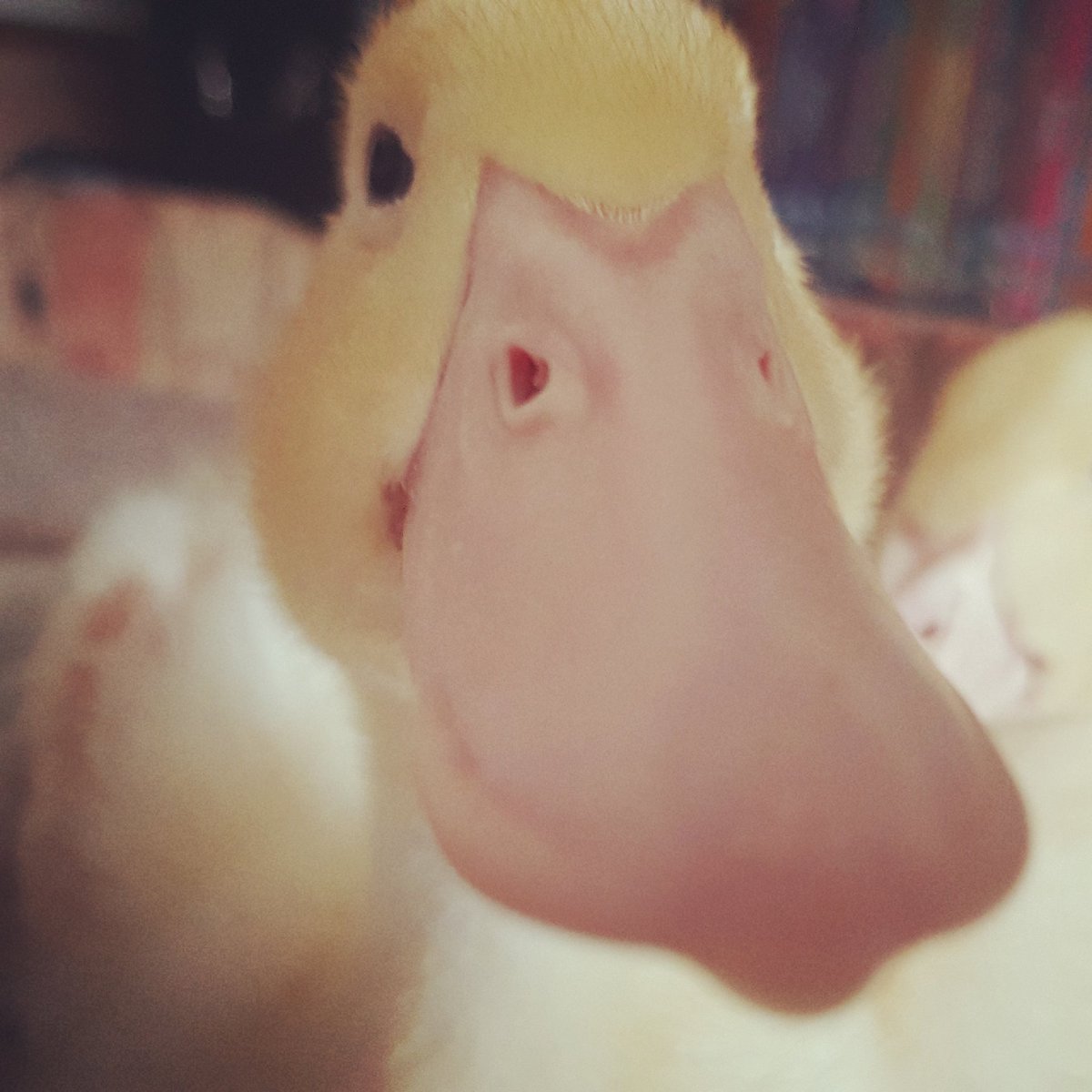 CippenhamDucks's tweet photo. How YOU doin...?

#poserduck #smooooooth 

@duckoftheday https://t.co/oIxVvsfENy