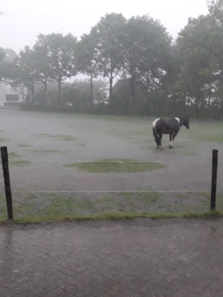 Wolkbreuk boven Buinen. Maar 1 van onze paarden wil niet naar binnen