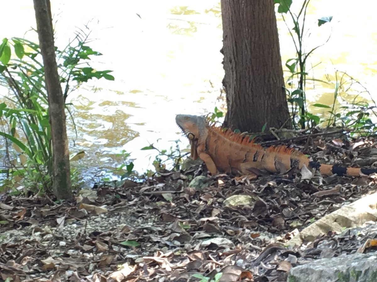 OrganicBelize's tweet photo. Time for a swim. #wildbelize #natural #organic #herbal #iguana https://t.co/6euS64T2dw