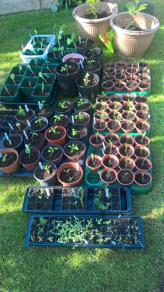 Some seedlings potted on & getting sun and air... Think I need a bigger plot and greenhouse! I've only space for sweetcorn on the plot not the multitude of squash and variety of courgettes and salad veg.... #allotmentlife🌱 #growingspace #allotmentcooks #growit #real #gardenday