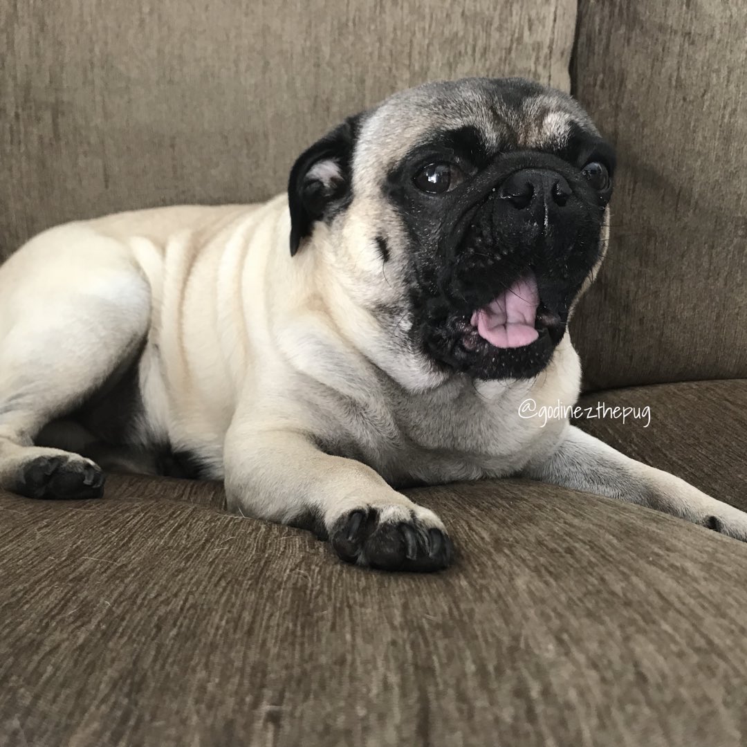 GodinezThePug's tweet photo. Tu cara cuando te dicen que ya se acabo el finde https://t.co/kumv88J8Yt