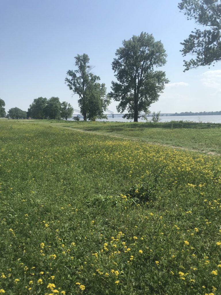 MemRiverParks's tweet photo. A gorgeous day for a Mother’s Day trip to the beautiful Greenbelt Park. #cometotheriver https://t.co/VJgNKEOJdZ