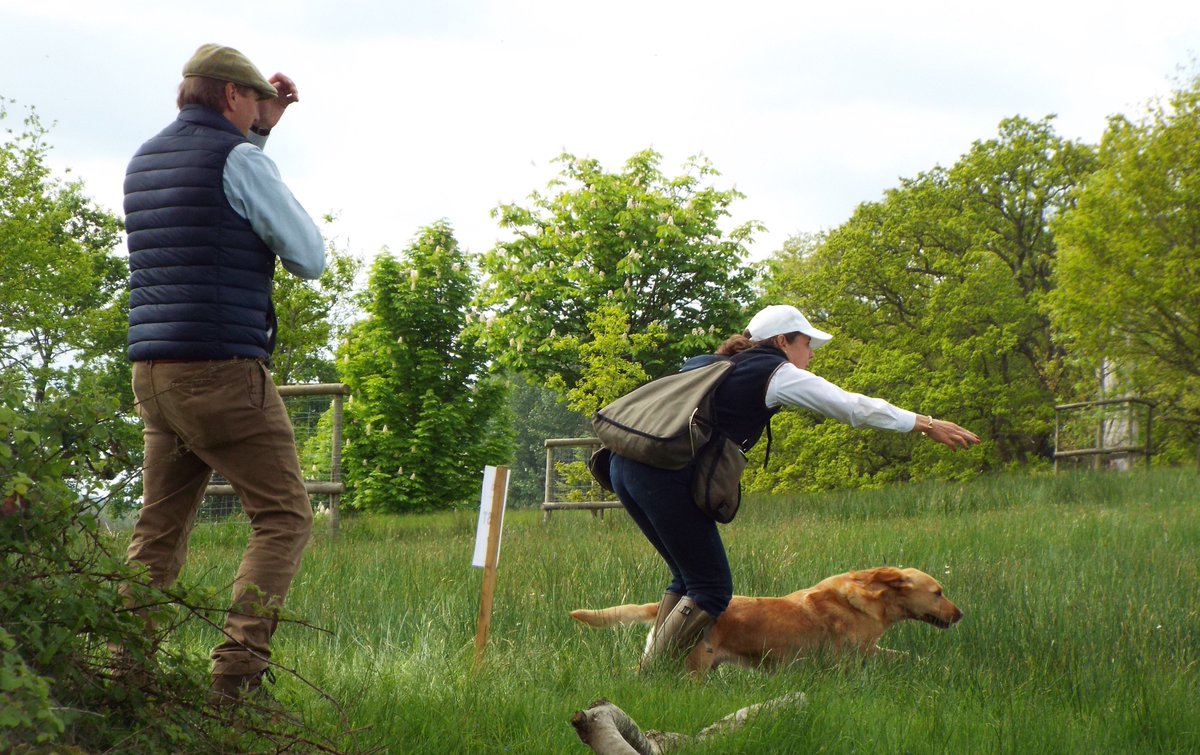 Wbardsley2's tweet photo. Congratulations to Team #England for achieving 3rd place in the Skinner's Retriever World Cup. The dogs were keen to perform today and showed superb style and drive. @SkinnersPetFood @ShootingGazette @SportingGunMag @SportingSMag #retrievers #gundogs #workingtests https://t.co/fvUr4EUEuS