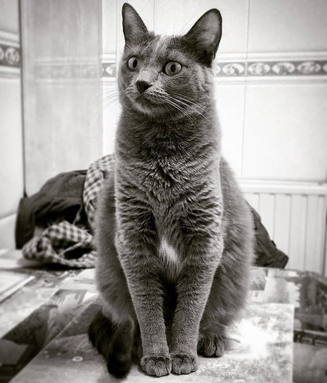 grizhou's tweet photo. "So, where the heck is my crunchy present!?" 🎂😼 #Grizhou, Happy 2nd Birthday! 🎉🐈 #cat #catpic #russianblue #russianbluecat. #catsofig #catsofinstagram. #gata #gato, #rusoazul #azulruso. #happybirthday. #russianbluesofinstagram. https://t.co/pJzLk7IYfp https://t.co/XUKzi9DMpB