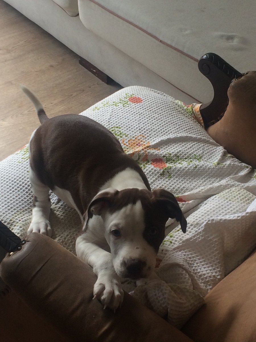 LynnReinders's tweet photo. @jukcq Aaawn parece com a minha terrorista kkk https://t.co/iCq5AtFyDv
