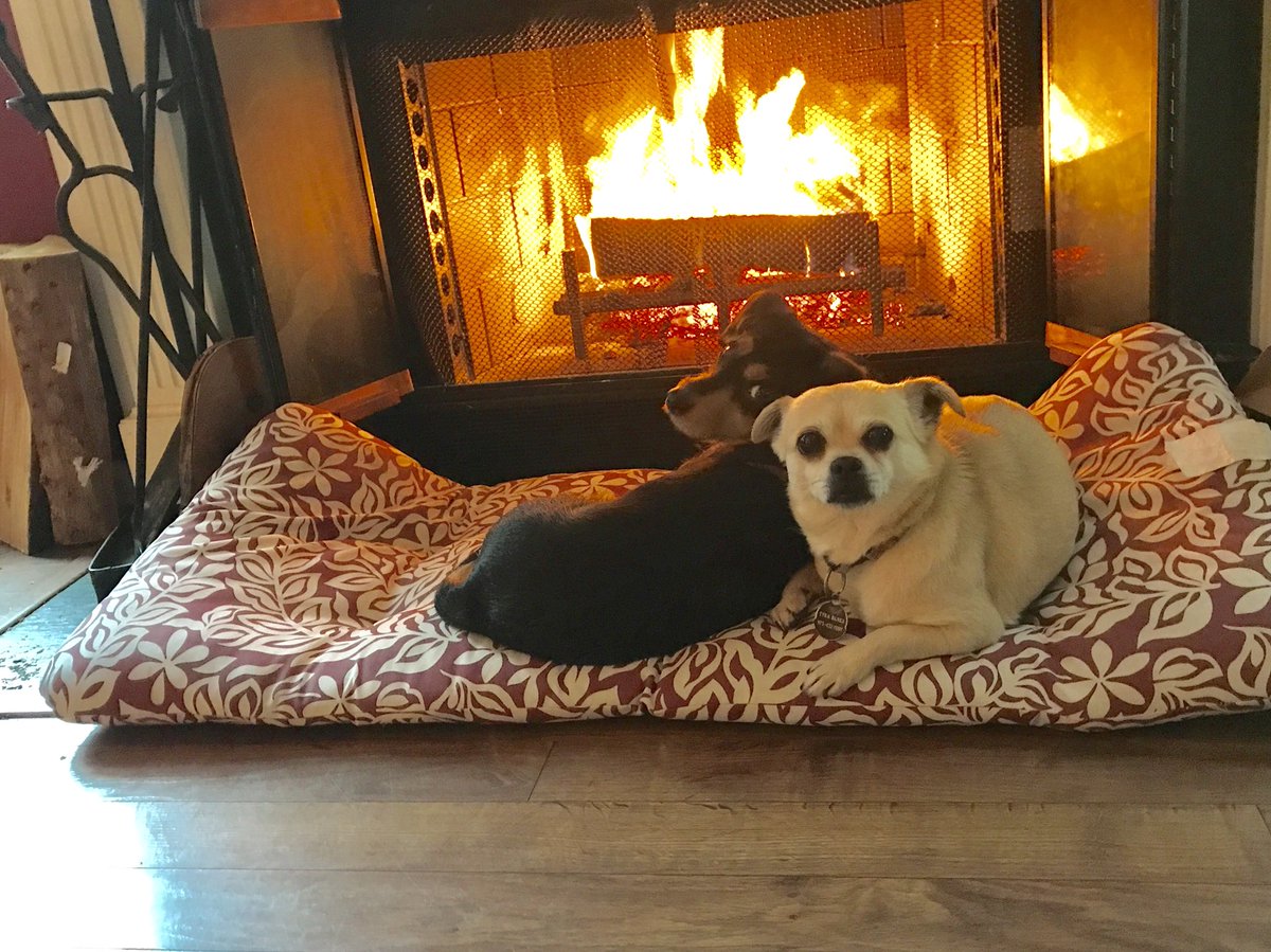leslie_lessons's tweet photo. “Um, Mom, isn’t it supposed to be warm enough for us to play outside?” Soon enough, my tiny dogs. #HappyMothersDay2018 #perfectdaytoread https://t.co/wHPgLo1TLj