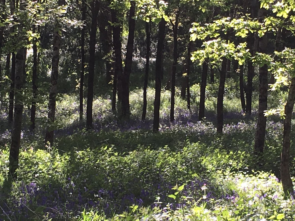 NerissaDawn's tweet photo. A patch of #bluebells on #HerneHill #Ilminster #Somerset today #wildflowers #spring #peakspring https://t.co/dZyjWjMJLk