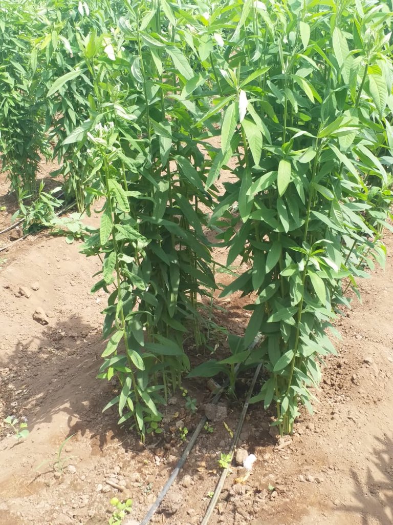 #Farmers 👨‍🌾 follow innovative practices to save their #Banana tissue culture plants. plantation is done in April together with Sun hemp as shade crop. Present temperature is ranging 41 - 46 degree Celsius in #Jalgaon district. 

#ThinkOutOfBox 
#TransformingAgriculture