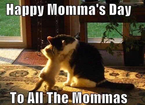 WinnipegPetShow's tweet photo. #HappyMothersDay to all your fur mommas out there!! ❤️🐶🐱🐭🐹🐰 #AnimalLover https://t.co/rYqABPzYc5