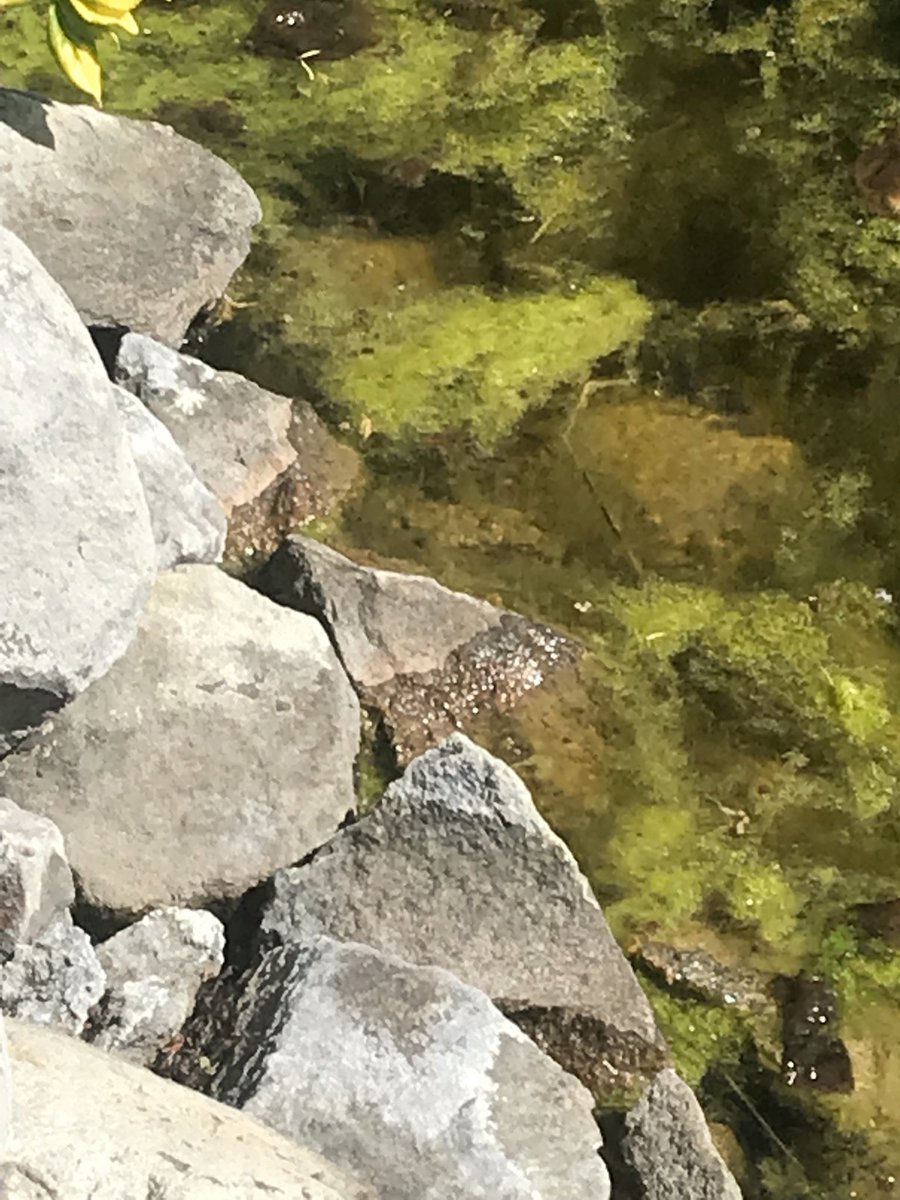 CovetCellars's tweet photo. Can you spot the frog #naturephotography #WAWine #zillah #tastingroombeauty https://t.co/dKqqNDerqE
