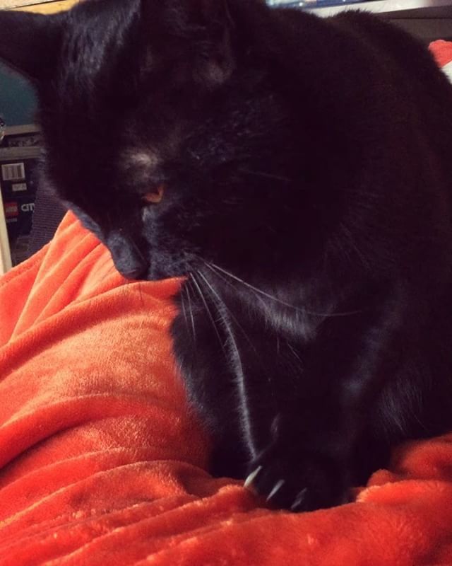 VashtaNeradaCat's tweet photo. Free massages for Meowther’s Day! #happymeowthersday #happymothersday #meowthersday #mothersday #catmassage #catmakingbiscuits .
.
.
#blackcat #blackcats #cat #cats #kitty #kittycat #kittygram #blackcatsofinstagram #exferal #queencat #catsofinstagram #ca… https://t.co/JMoM6XdwSD https://t.co/jPz3Dyl5mU