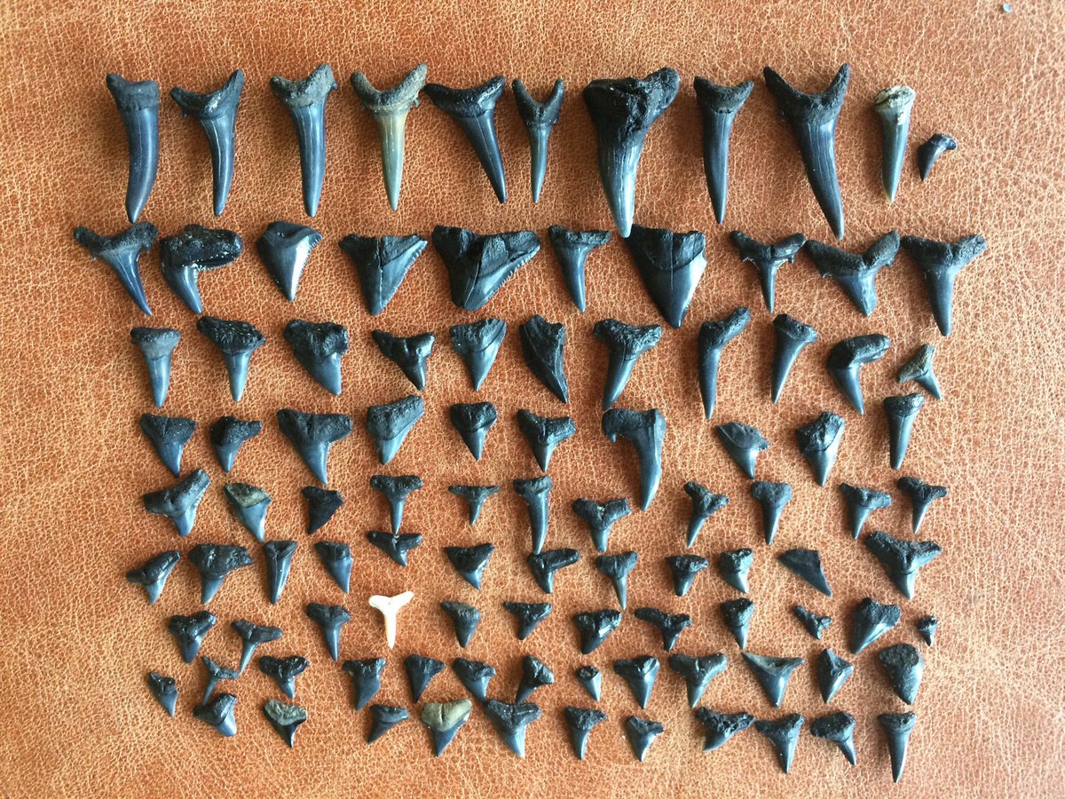 Probably should have been home editing our next release, but I can’t pass up a day of tooth hunting.