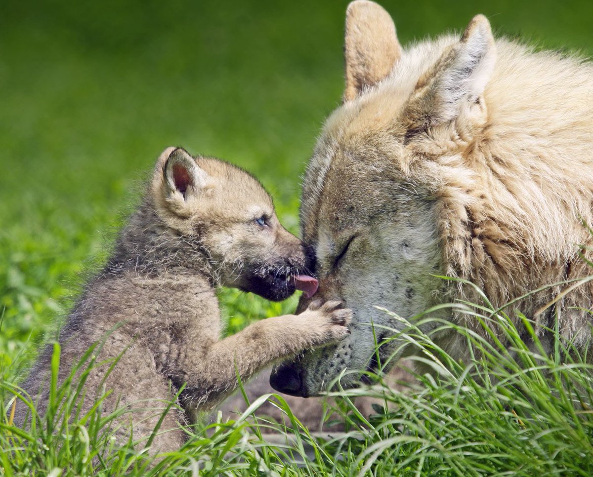 DerWolfLA's tweet photo. Happy Mother’s Day to all you pups and mamas. Stop by for feel good brews and brats. https://t.co/GdXcOWAYTB
