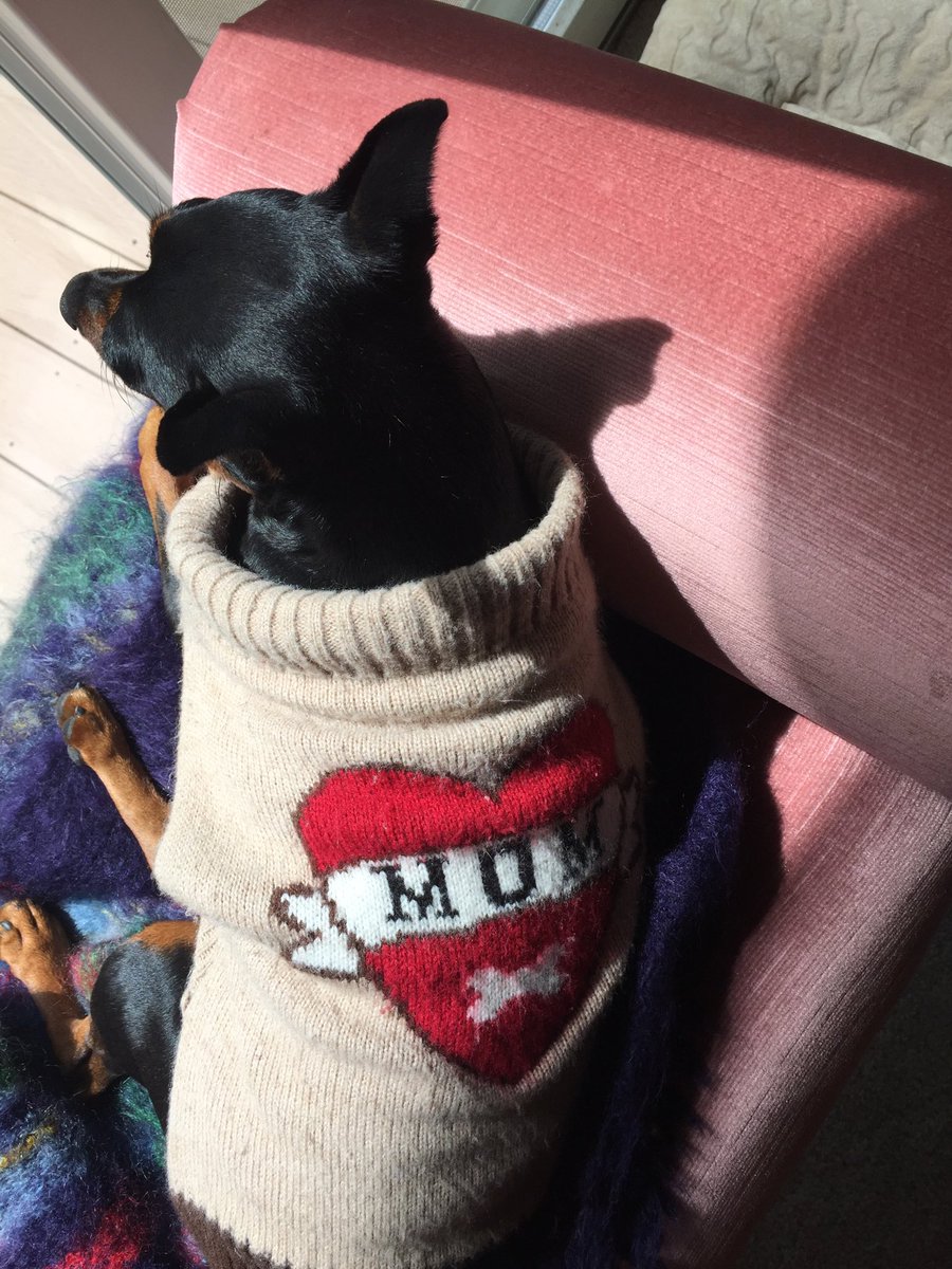 CeCe is rocking her Mother’s Day sweater...... #awesome #CeCe #dogsofttwitter #mothersday2018 #sweather #Boston