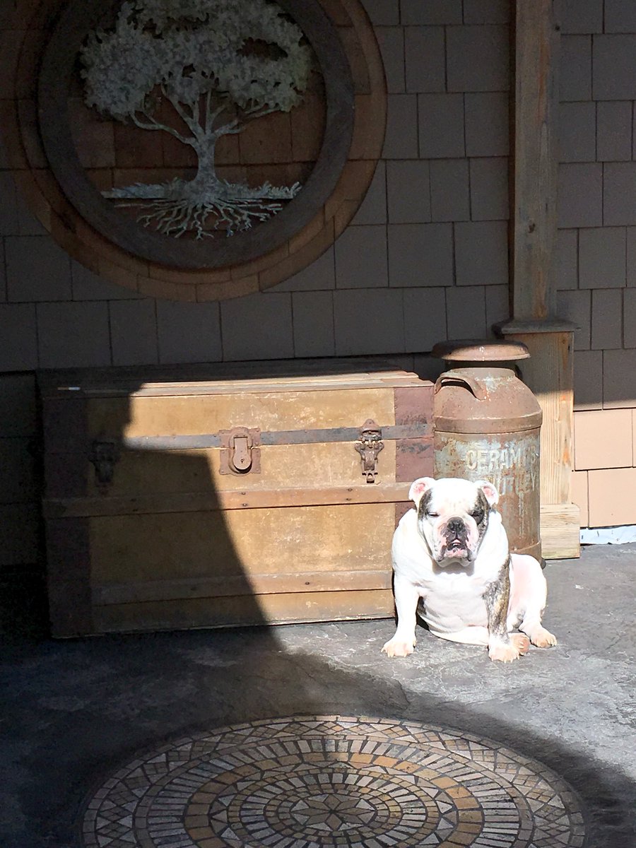 Just chillin’ in a nice little sunspot 😎👌🏼 #bulldog #relaxing #frontporch #pnw #sunnyday #skagitvalley #itdoesntrainhereallthetime #wherethereissuniwillsit