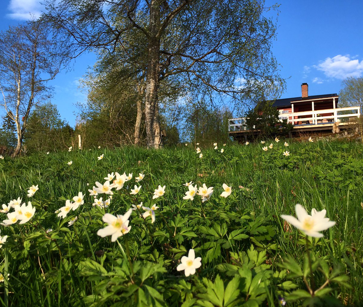 LottaLofgren's tweet photo. Härlig helg på hytta! 
#våren #hytta #trøndelag #Norge https://t.co/bUqYgmzIRi