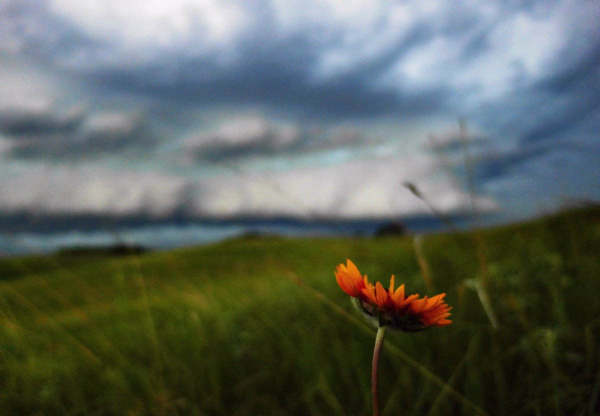 FlatlanderHank's tweet photo. #WindWhipped #GreatBlanket #Flower in front of an #abstorm #shelfcloud in Alberta's Neutral Hills @BDMphoto @weathernetwork , 2017 #June 20, 9:10PM.

The flower was whipping back and forth violently and with the sun being blotted out by the #storm, it was such a challenging shot! https://t.co/B0uD2uFSIy