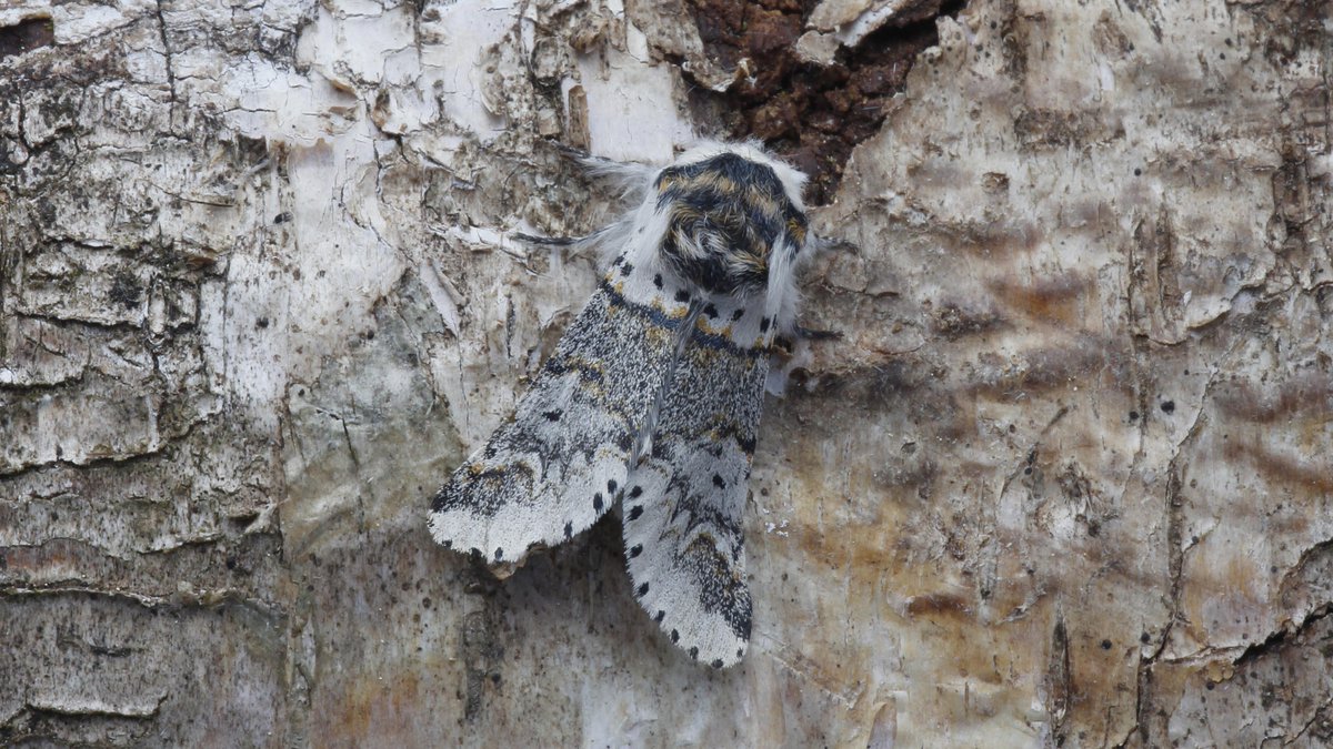 Highlights from the Healey (VC65) trap on 06May18: Lunar Marbled Brown, Muslin Moth, Oak Nycteoline and Sallow Kitten. Where are all the colourful moths??? <a href="/JillWarwick/">Jill Warwick</a> <a href="/DoubleKidney/">Charles Fletcher</a> <a href="/whitfieldbenson/">Whitfield Benson</a>
