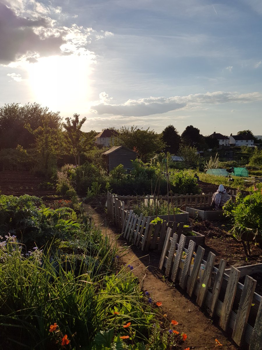 Gorgeous evening at the plot. Life doesn't get much better. #growtopia #mygardenrightnow #allotment #gyo #gardening #growyourown #growingveg #urbangrowing #Grow #growtoeat