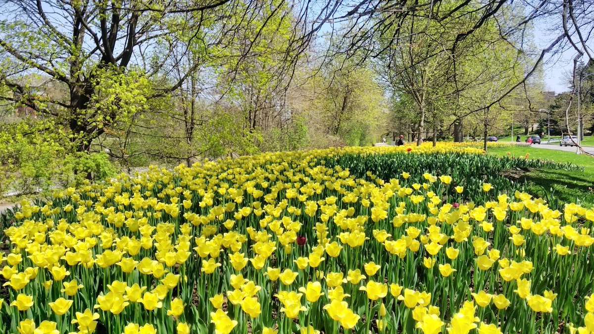 1MillionTulips's tweet photo. One Million Tulips. World of Friendship. Canadian Tulip Festival May 2018. Colonel By Drive. #RideauCanal #DowsLake #TulipFestival #TulipsInCanada #Ottawatulipfestival #Ottawa #WorldOfFriendship #RABIN #RabinPhotography #FriendshipTulip https://t.co/48BtTReuz3