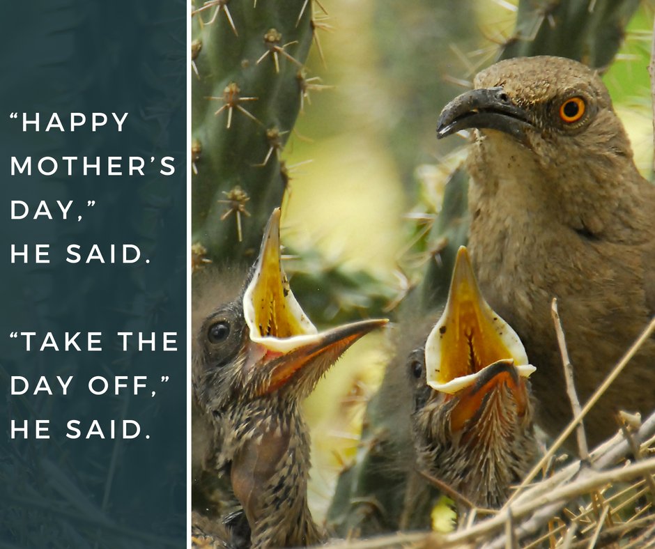 azgfd's tweet photo. We hope all the moms out there are enjoying a truly fun and relaxing Mothers Day! 
And for all you kids out there - #CalMom!  
#HappyMothersDay2018 https://t.co/VAInzKHiOA