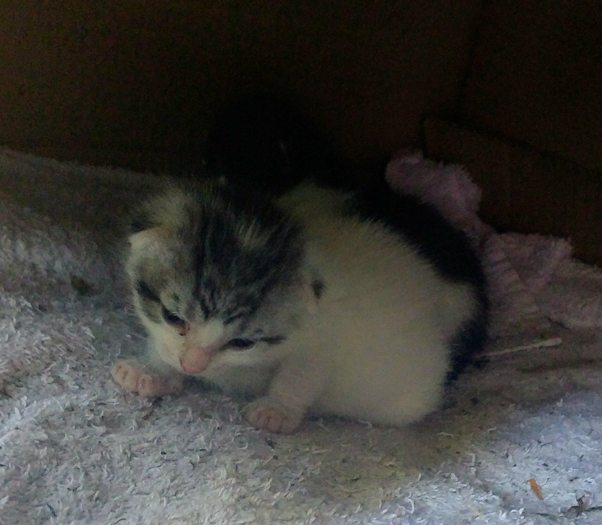 PaulaKM7's tweet photo. #kitten #newborn #weak #open #eyes #first #day #sweet #lovely #welcome #cat #nature https://t.co/kscdHtL3cz