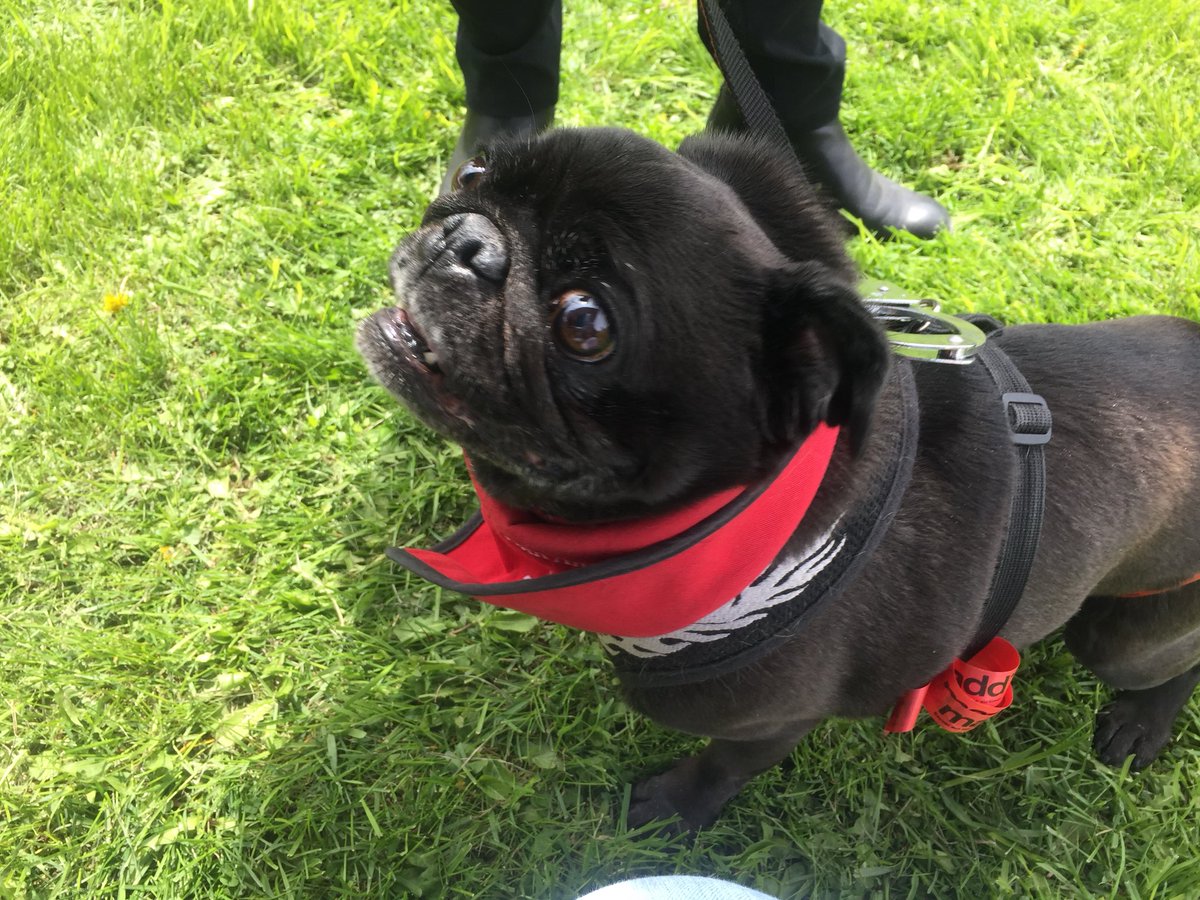danamoss's tweet photo. #EPWeek2018 was a huge success!
(Mostly because we got a ton of information about ESS out to the public but also because @SJA_Canada had Chinese-crested and pug therapy dogs on-site) https://t.co/j2MmjNmLiJ