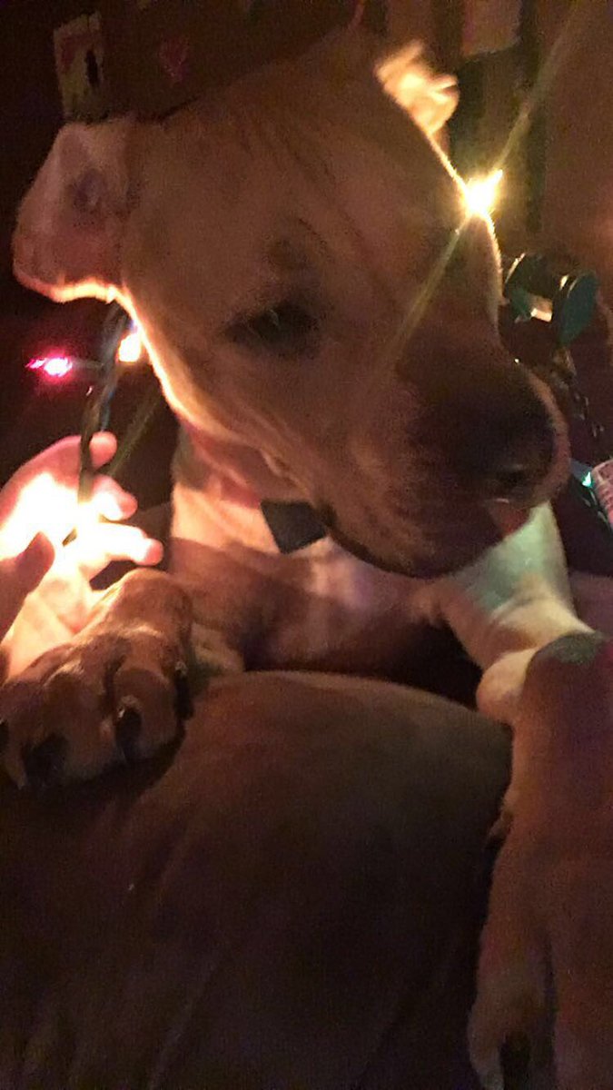 briwoldrich's tweet photo. In case anyone wanted to know what it’s like to own an “aggressive pitbull” Walker loves cuddles and covering everyone in slobbery kisses, along with the occasional nap 💗 #AdoptAPitbull https://t.co/DYrKO9aGDs