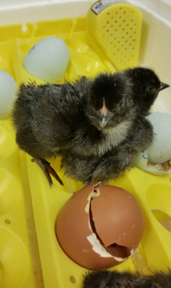 wnchem's tweet photo. Sunday's discovery:  5 baby chicks hatched!!!  Thanks to AP biology teacher Mrs. Morckel for coming in today to take care of them! #RealWorldScience
#WNHSscience https://t.co/CQdnsxWigG