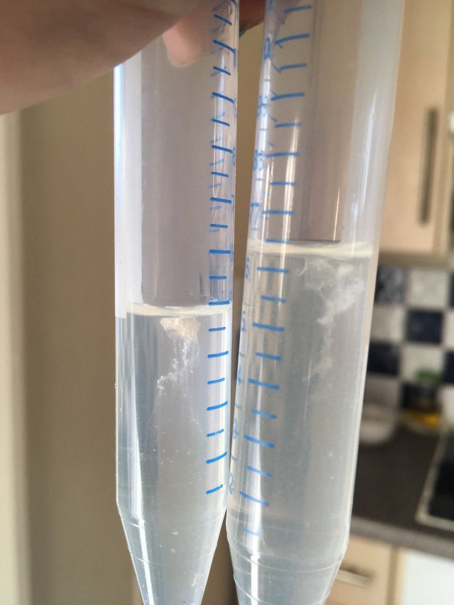 DrSorayaM's tweet image. Managed to get the DNA extraction working for #ourbodies #pint18 events! Not just talks 😉👩🏽‍🔬👨🏻‍🔬 (it’s the globby jelly fish like white bits). Last few tickets for Exeter here: pintofscience.co.uk/events/exeter/ @pintofscience