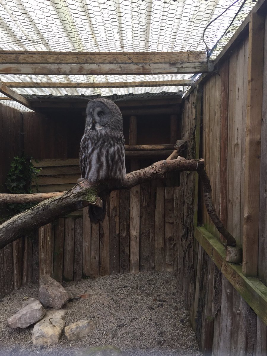 Went to a cracking owl sanctuary today #AccidentalPartridge