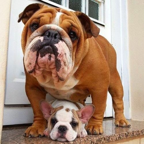 AyalaHSAthletic's tweet photo. Happy Mother’s Day to all our bulldog moms. https://t.co/hY7fgrif5L