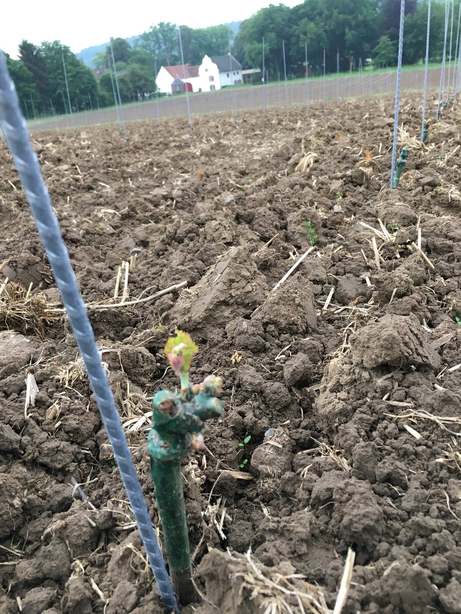 COostwegel's tweet photo. De eerste blaadjes aan de wijnstok lopen uit...#Johanitter @Sint_Gerlach @OostCollection https://t.co/thIQ2Y5yoF