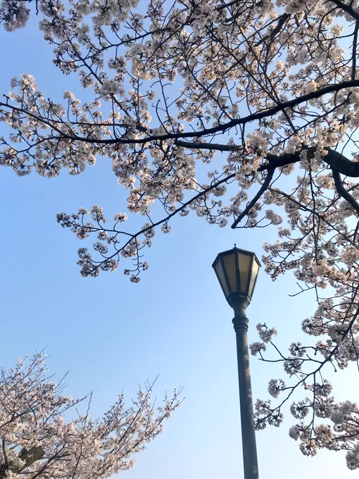 猫が亡くなった数日後には母と始発で京都へ花見に行きました? 