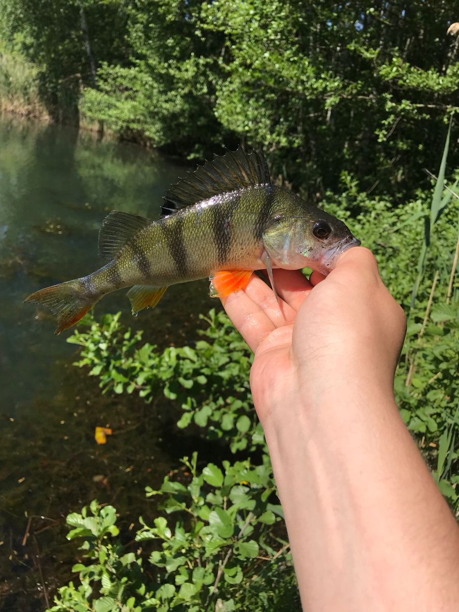 angelninde's tweet photo. Heute war ich mal das Wetter am Wasser genießen was ein schöner Tag 😃

#sunnyweather #fishing #angelninde #angeln #deutschland #barsch #bass #relaxing https://t.co/i4K18dYT4f
