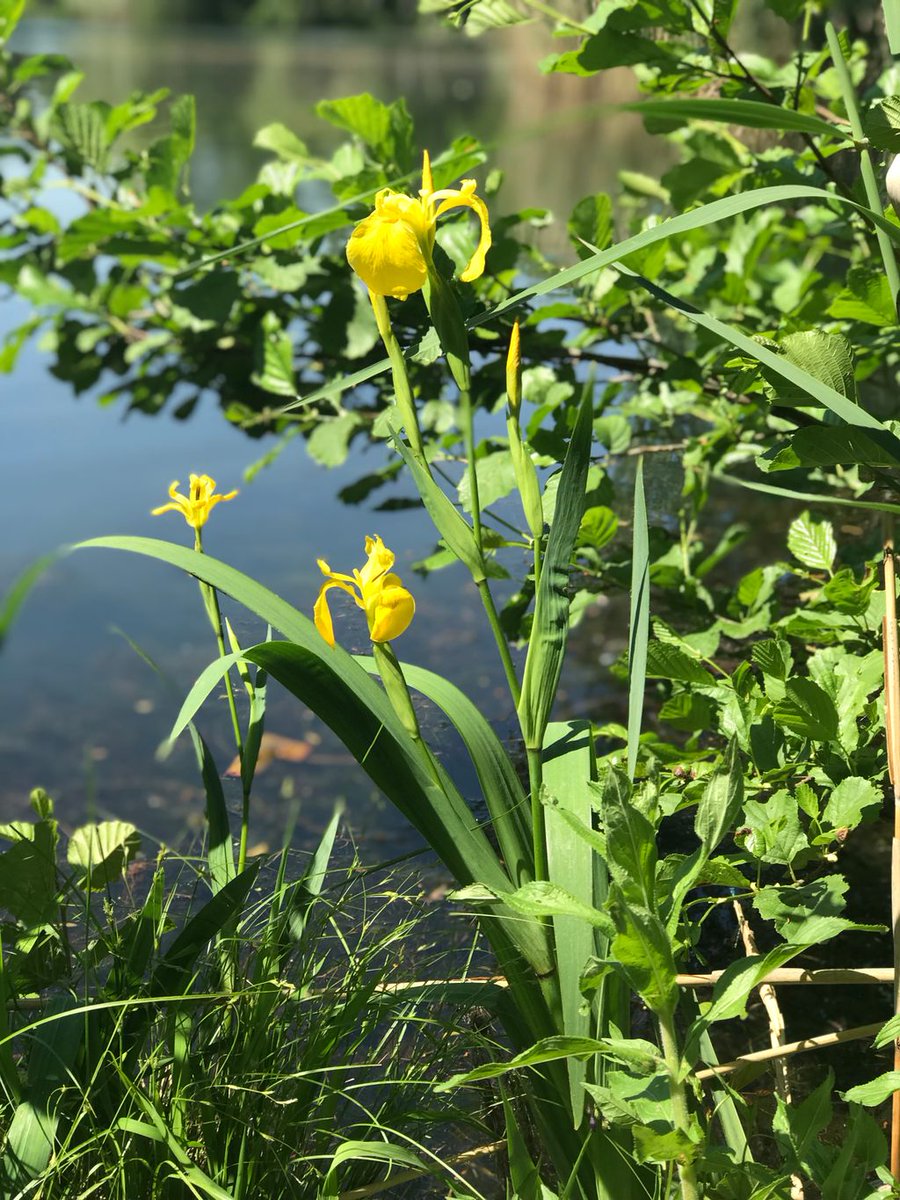 angelninde's tweet photo. Heute war ich mal das Wetter am Wasser genießen was ein schöner Tag 😃

#sunnyweather #fishing #angelninde #angeln #deutschland #barsch #bass #relaxing https://t.co/i4K18dYT4f
