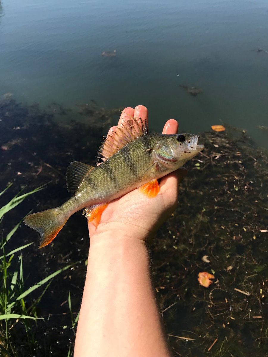 angelninde's tweet photo. Heute war ich mal das Wetter am Wasser genießen was ein schöner Tag 😃

#sunnyweather #fishing #angelninde #angeln #deutschland #barsch #bass #relaxing https://t.co/i4K18dYT4f