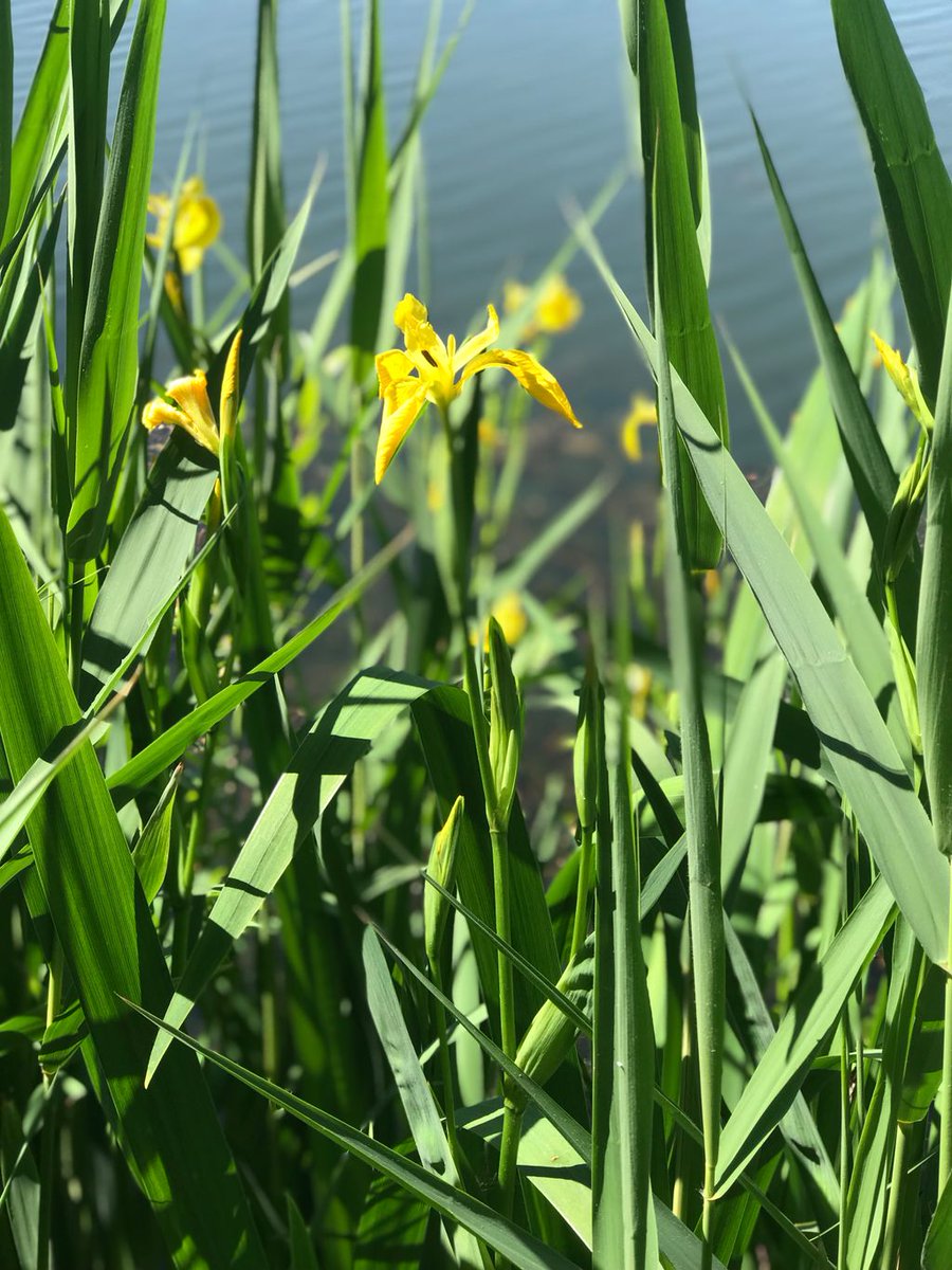 angelninde's tweet photo. Heute war ich mal das Wetter am Wasser genießen was ein schöner Tag 😃

#sunnyweather #fishing #angelninde #angeln #deutschland #barsch #bass #relaxing https://t.co/i4K18dYT4f