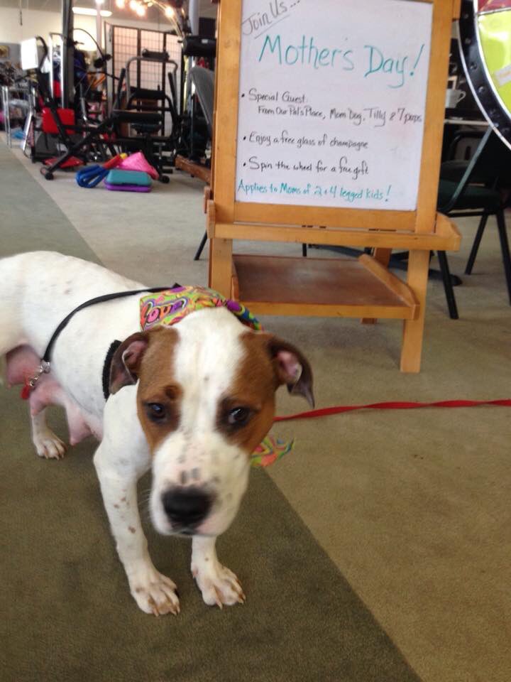 ReHomeStore's tweet photo. Come celebrate Mother’s Day with us! @ourpalsplace very own Tilly and pups will be here until 5pm! https://t.co/HEZP8YTMnq