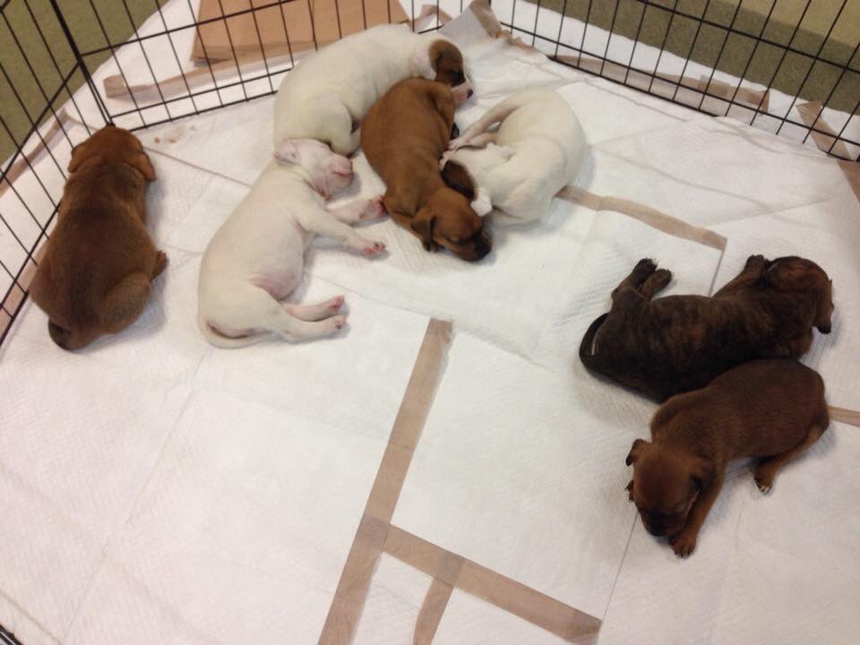 ReHomeStore's tweet photo. Come celebrate Mother’s Day with us! @ourpalsplace very own Tilly and pups will be here until 5pm! https://t.co/HEZP8YTMnq