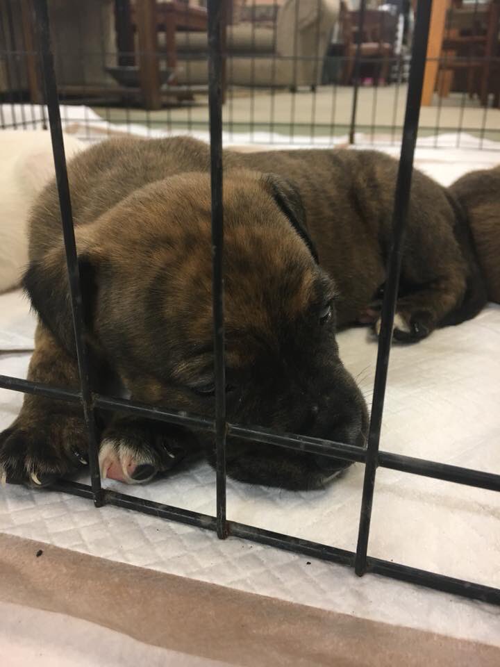 ReHomeStore's tweet photo. Come celebrate Mother’s Day with us! @ourpalsplace very own Tilly and pups will be here until 5pm! https://t.co/HEZP8YTMnq