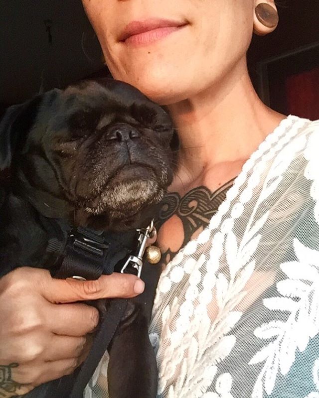 #blindinoneeye👁 #pugfashions #thegoodthebadandtheuglyface #nebbie🐽 #pugpictures📷🐾 #adoptdontshop🐾 #rescuepugsrock #fartgoblins💨