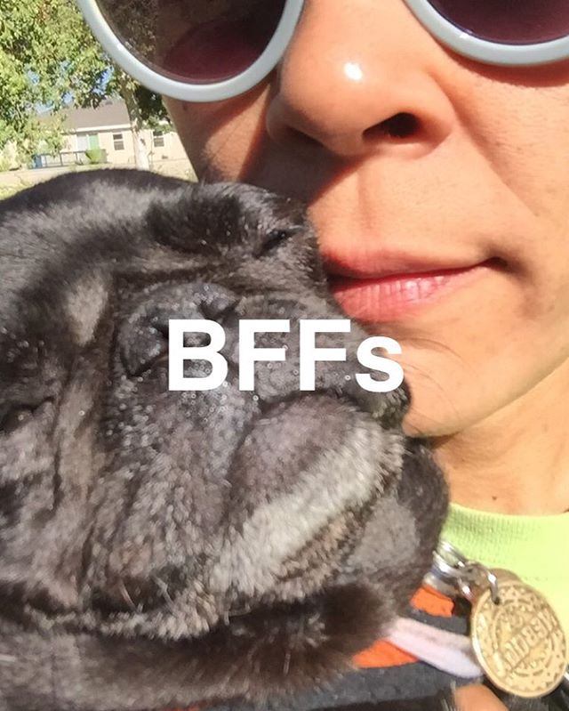 #blindinoneeye👁 #pugfashions #thegoodthebadandtheuglyface #nebbie🐽 #pugpictures📷🐾 #adoptdontshop🐾 #rescuepugsrock #fartgoblins💨